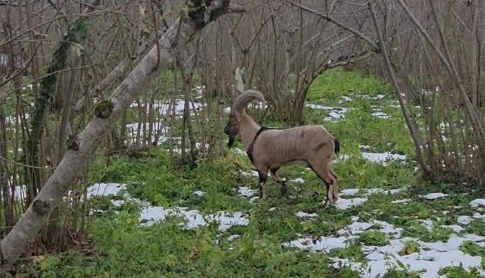 Dağ Keçisi Fındık Bahçesine İndi