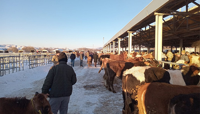 Yerli Yok, Dışarıdan Çok: Kelkit Hayvan Pazarı Yine Hareketli