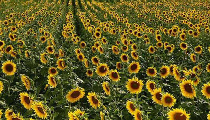 Kelkit ve Çevresinde Ayçiçek Potansiyeli Dikkat Çekiyor: Fabrika İçin Dev Rezerv