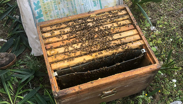 Arı Kovanları Sıcak Bölgelerde: Gümüşhaneli Arıcılar Antalya’da Yeni Sezona Hazırlanıyor