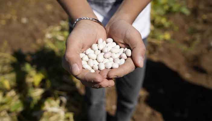 Fasulyenin Kör Talihi: Yine Elde Kaldı