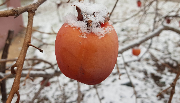 Kara Kışta Sessiz Misafirler: Kuşlar İçin Küçük Dokunuş Büyük Yaşam
