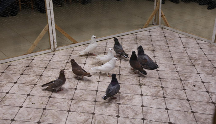 Kelkit’te 13. Tepeli Güvercin Festivali Renkli Görüntülere Sahne Oldu