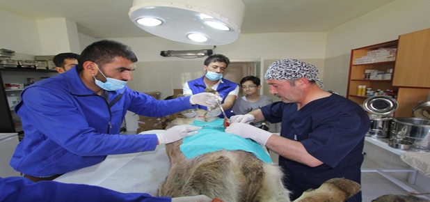 3 Aylık Buzağıya Fıtık Ameliyatı