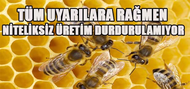 Bal üreticileri de dertli