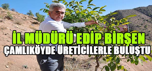 Gümüşhanede Ceviz Hasadı Devam Ediyor