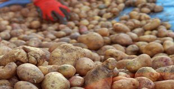 Kentliyi Köylü Yapan Sebze: Patates