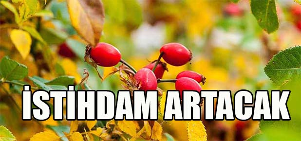 Kuşburnuna yeniden hayat verdi