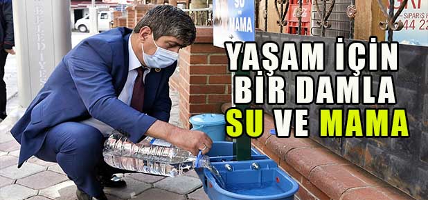 Torul Belediyesi Sokak Hayvanlarına Sahip Çıkıyor